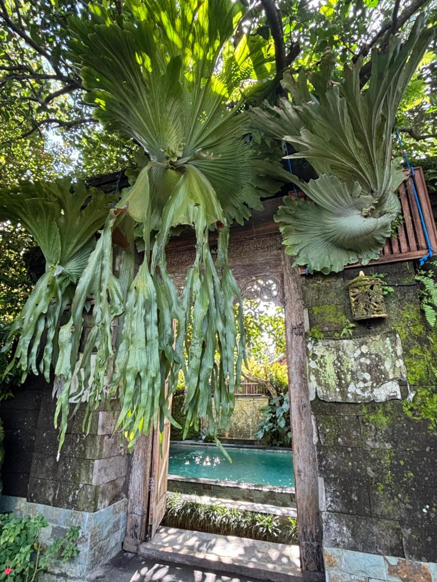 Bumbung Sari Villa Ubud Zewnętrze zdjęcie